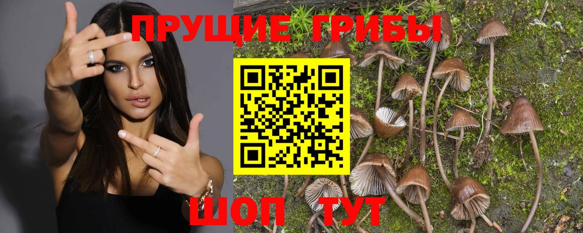 Галлюциногенные грибы Cubensis  где найти наркотики  Камень-на-Оби 